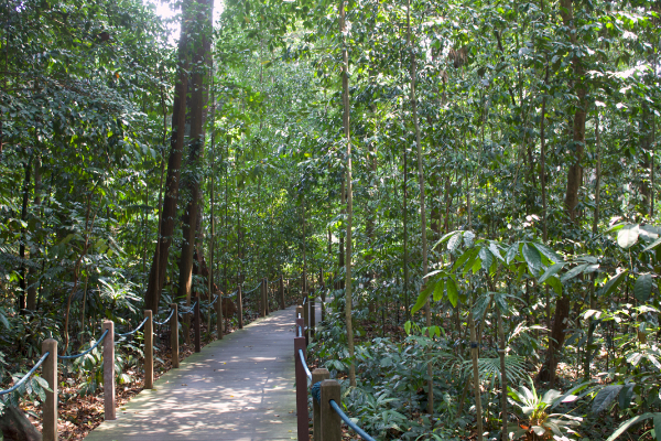 Singapore National botanic parc